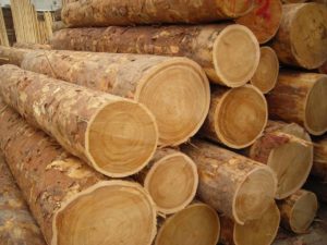 Заготовка бревна для строительства дома